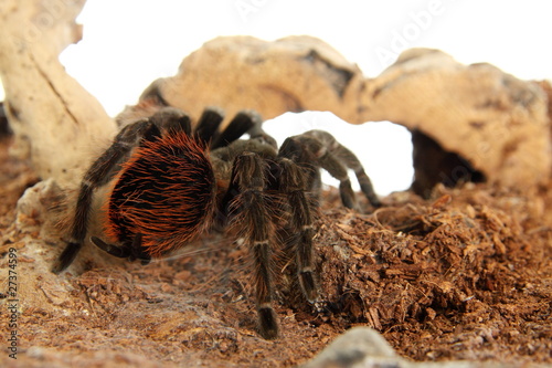 Vogelspinne Brachypelma Vagans im Terrarium photo