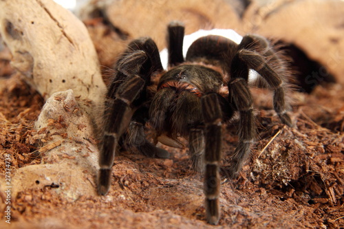 Vogelspinne Brachypelma Vagans im Terrarium