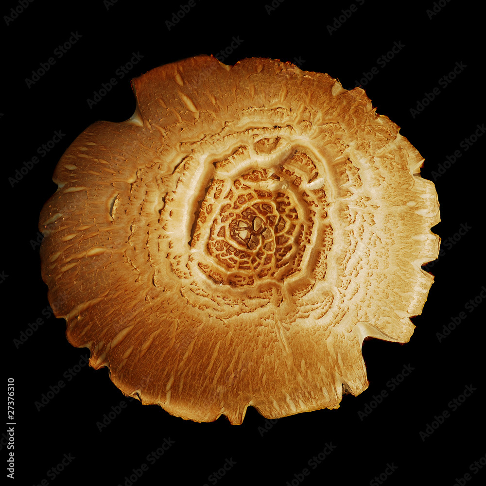 mushroom over black mushroom over black