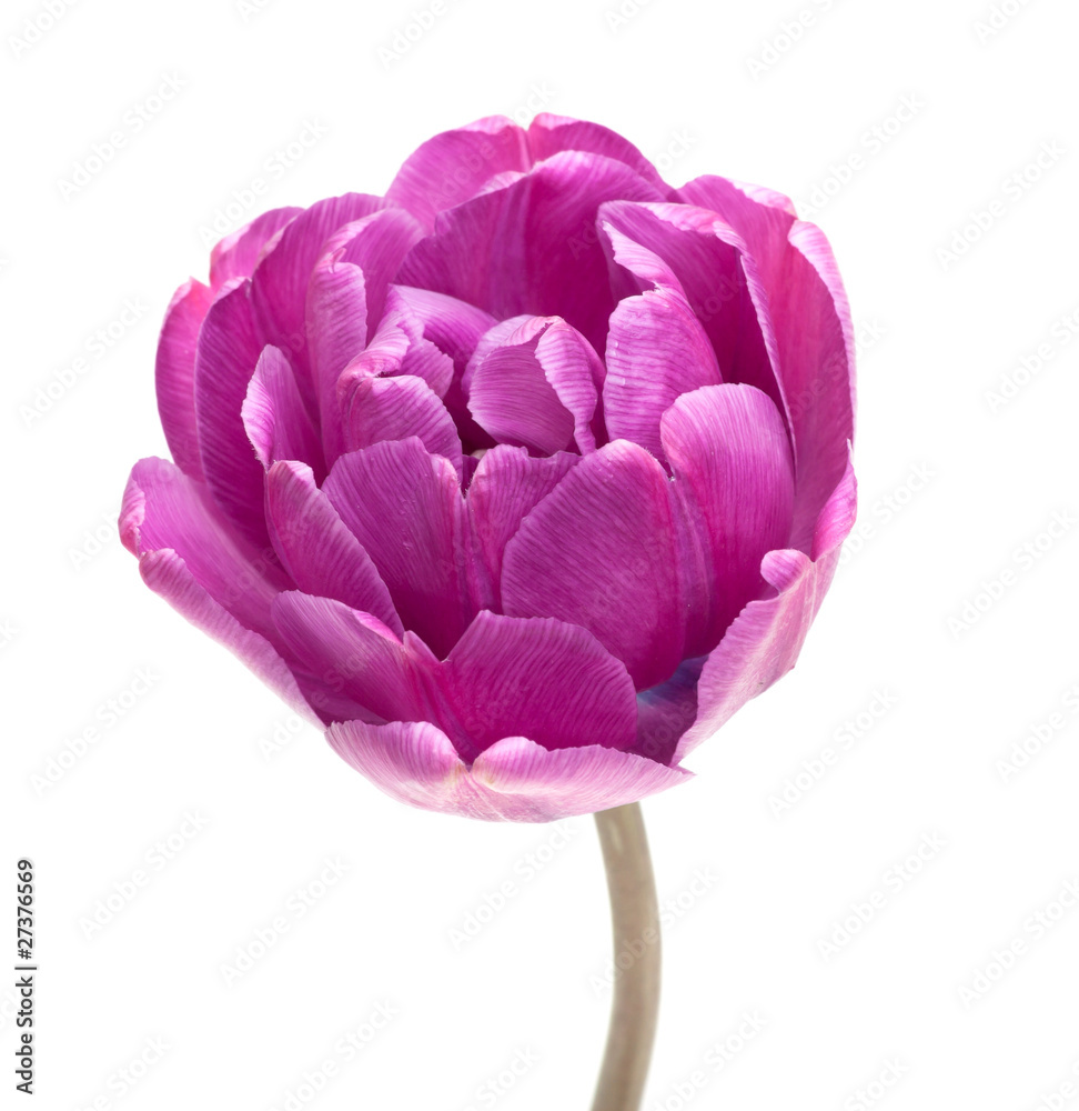 Lilac Perfection Double Peony Tulip