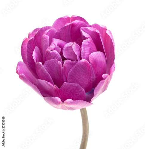 Lilac Perfection Double Peony Tulip