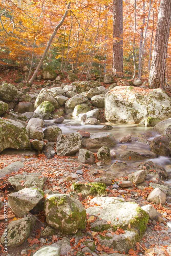 Obraz premium cours d'au en foret d'automne
