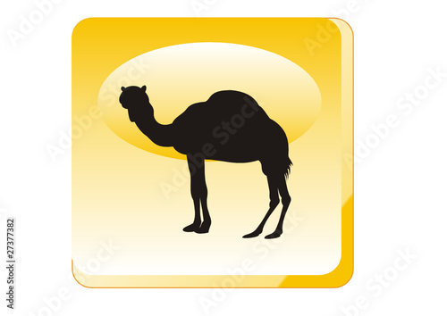 Tiere - Camel