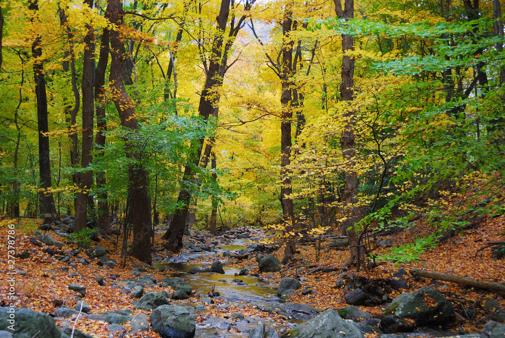 Obraz premium Autumn woods and creek