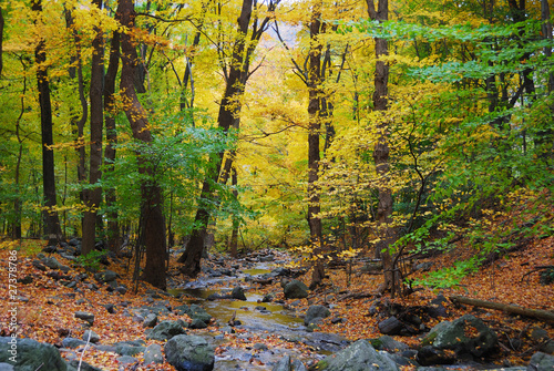 Fotografia Autumn woods and creek