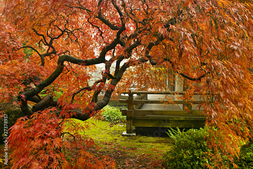 Canvas Print Japanese Red Lace Leaf Maple Tree in Fall