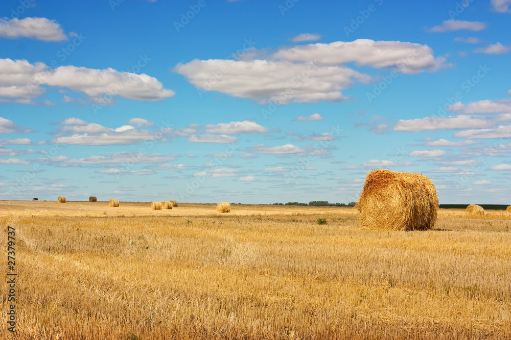 field of straw bales
