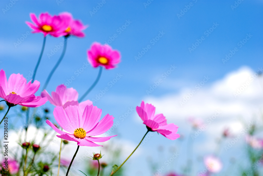 ピンクのコスモスの花と空
