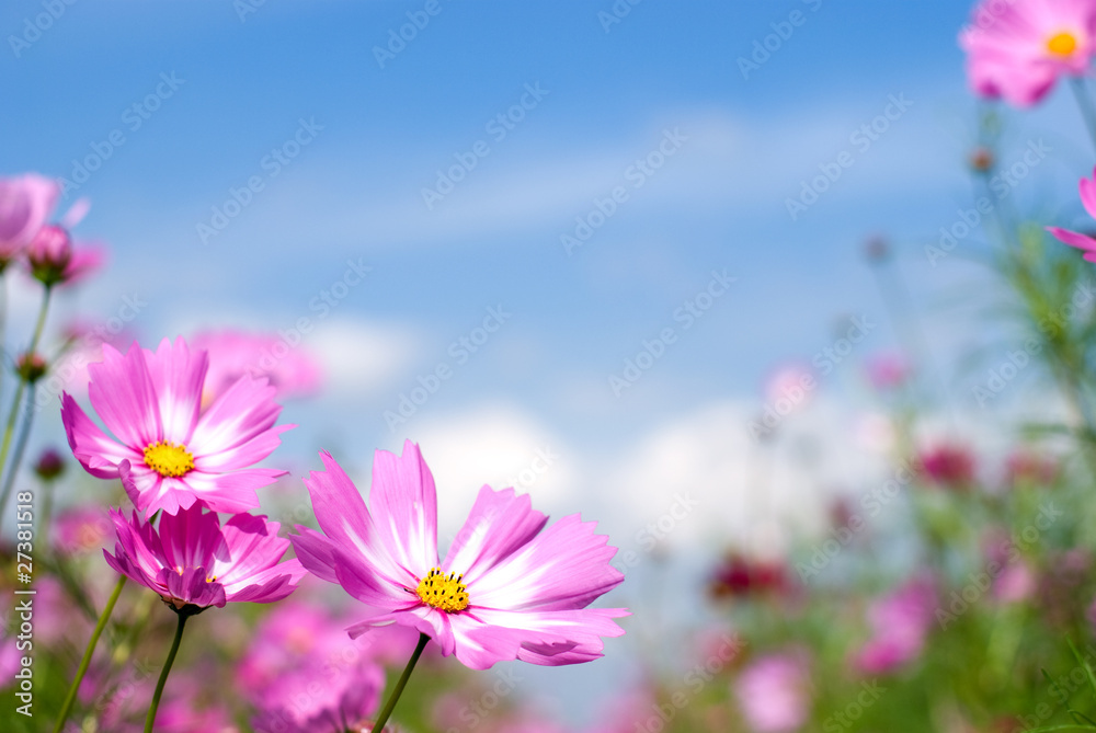 コスモスのお花畑と空 コスモスのお花畑と空