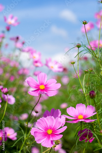 コスモスのお花畑と空