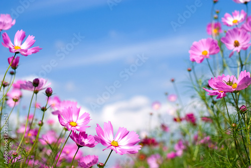 コスモスのお花畑と空 © varts