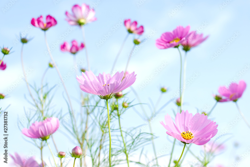 ピンクのコスモスの花と空