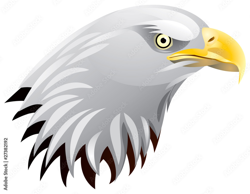 Obraz premium Bald Eagle Head in vector