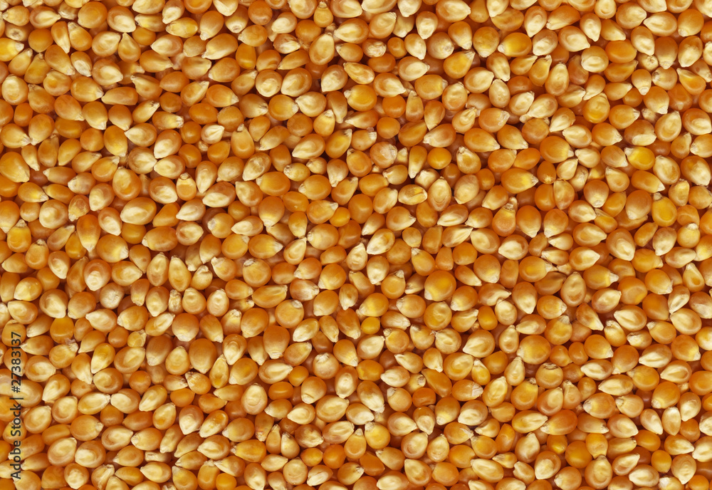 Corn Background Corn Background