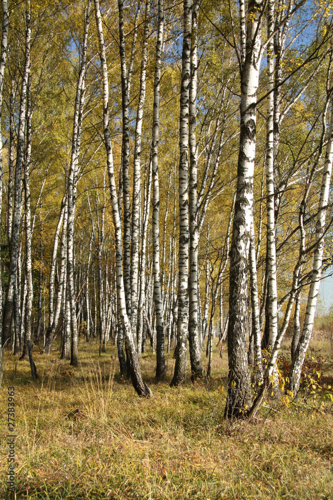 Autumnal forest