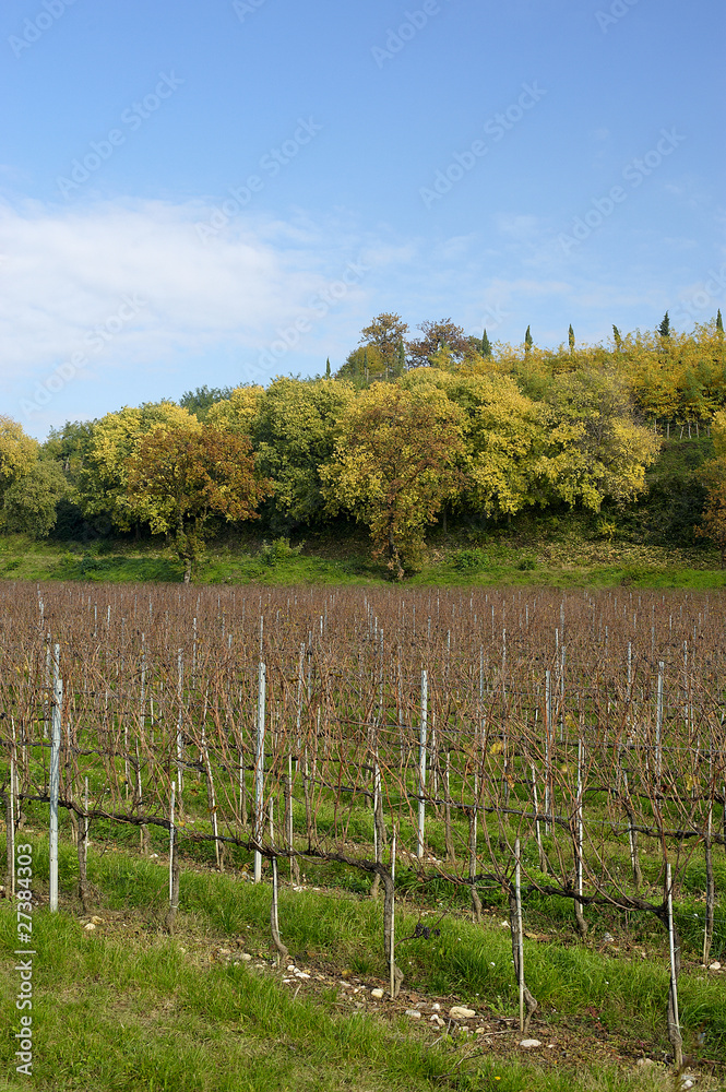 Fototapeta premium franciacorta