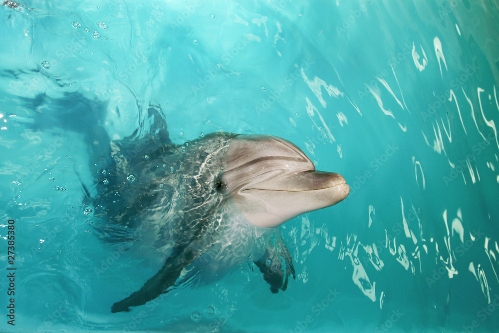 Obraz premium happy dolphin