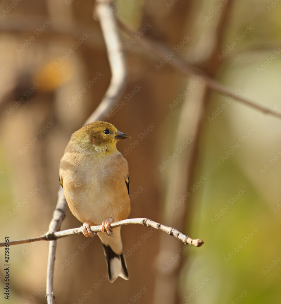 Obraz premium American Goldfinch, Carduelis tristis