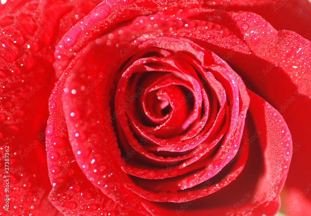 ROSA MOJADA, PRECIOSA, BELLEZA, HUERTO, CENTRO ROSA MOJADA, PRECIOSA, BELLEZA, HUERTO, CENTRO