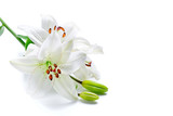 Beautiful lily flowers, isolated on white