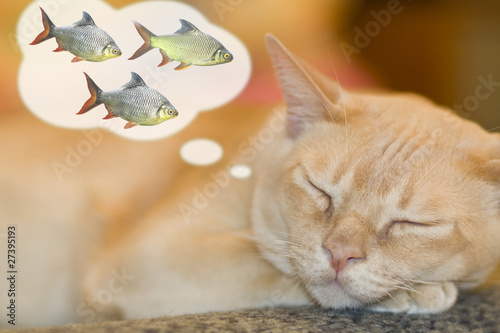 Dreaming cat