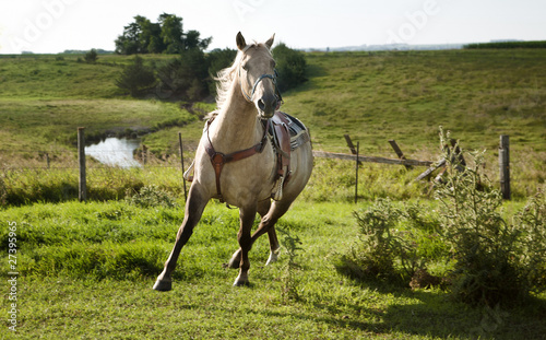 Horse in Motion, Equus ferus caballus