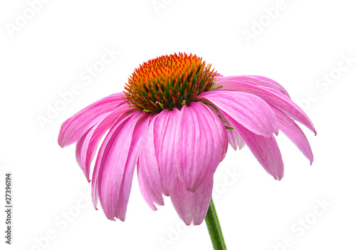 Sonnenhut Purpur - Purple Coneflower 47