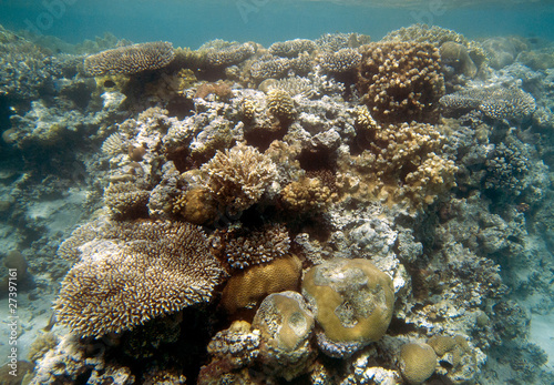 Fototapeta Naklejka Na Ścianę i Meble -  Coral Coast