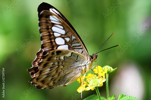 papillon