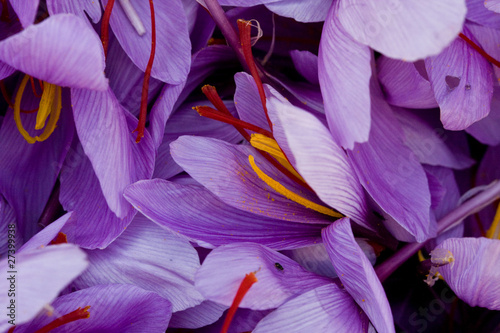 fiori di zafferano © elisabetta figus