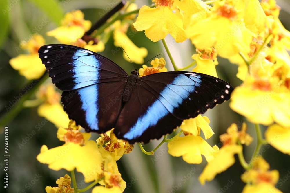 Obraz premium papillon