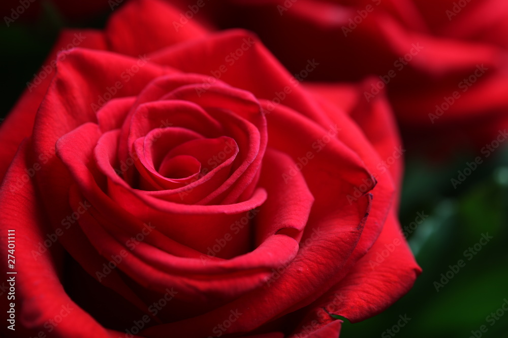 red rose red rose