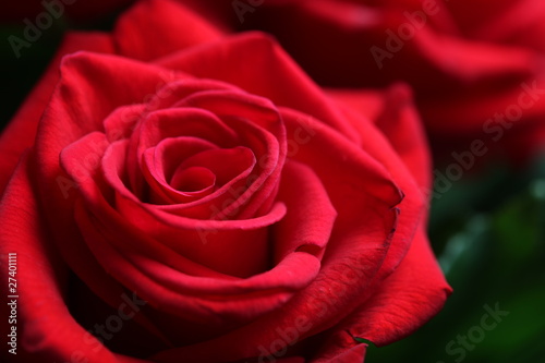 red rose