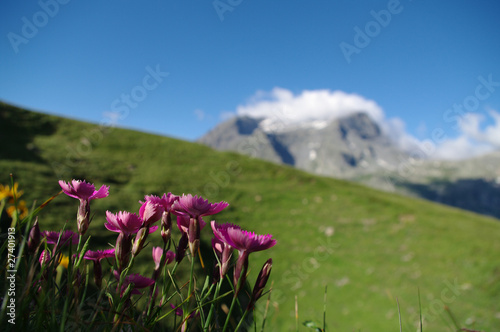 flore alpine