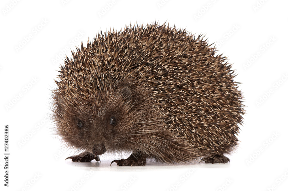 Obraz premium hedgehog