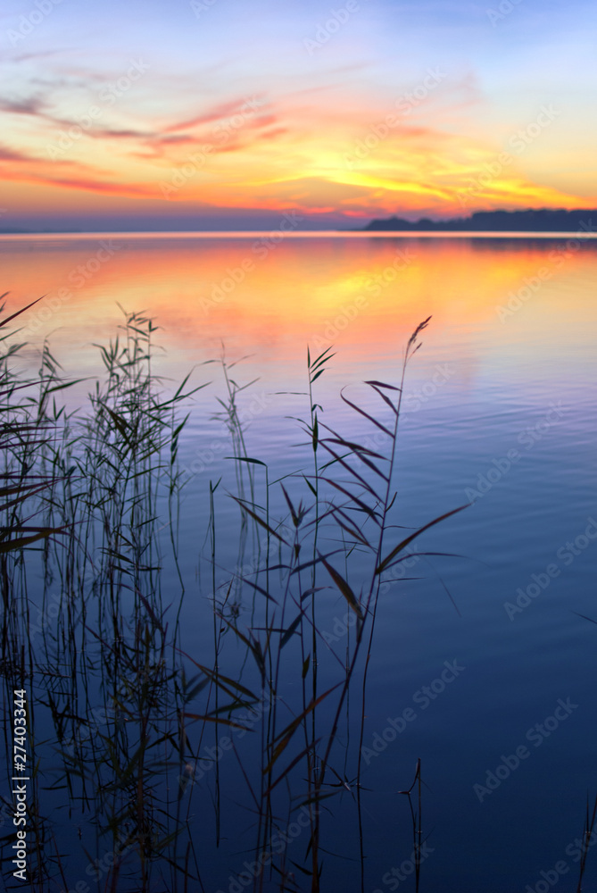 Sonnenuntergang mit Schilf Sonnenuntergang mit Schilf