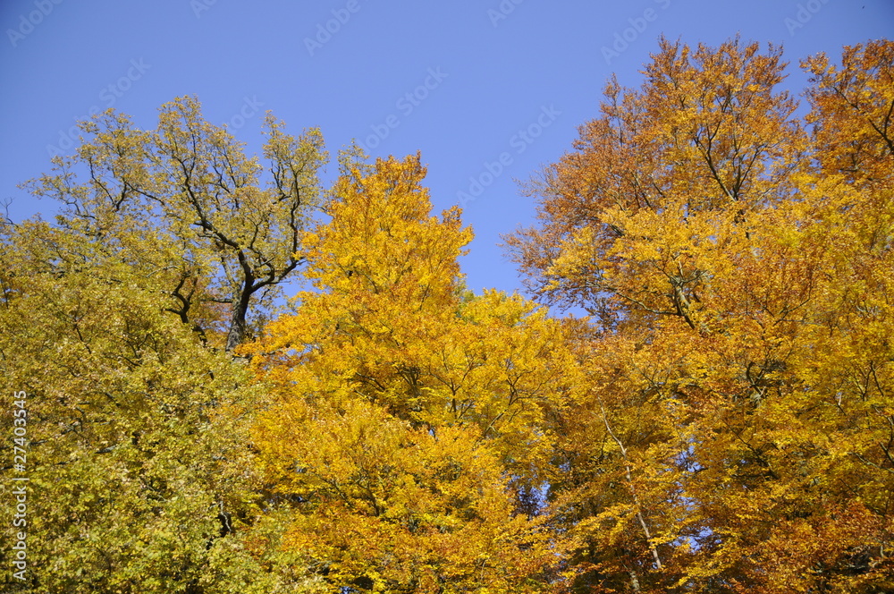 Fototapeta premium Bäume im Herbst