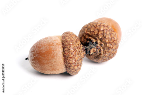 Acorns isolated