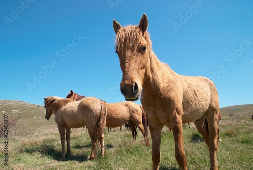 Herd of horses © Pavlo Vakhrushev