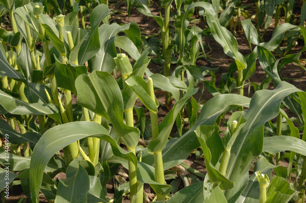 Obraz premium castration du maïs