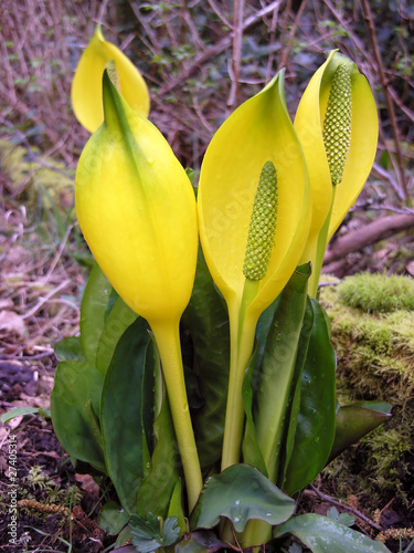 Skunk Cabbage