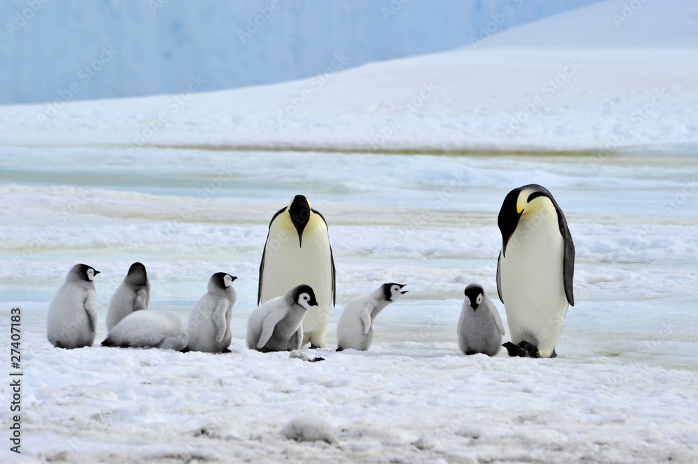 Obraz premium Emperor Penguin