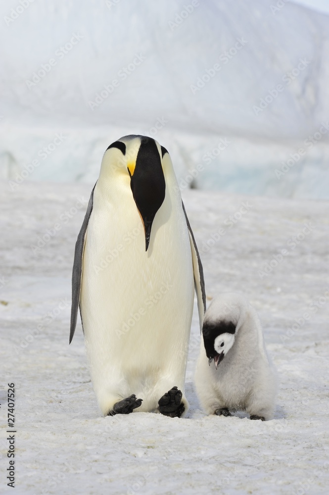 Obraz premium Emperor Penguin