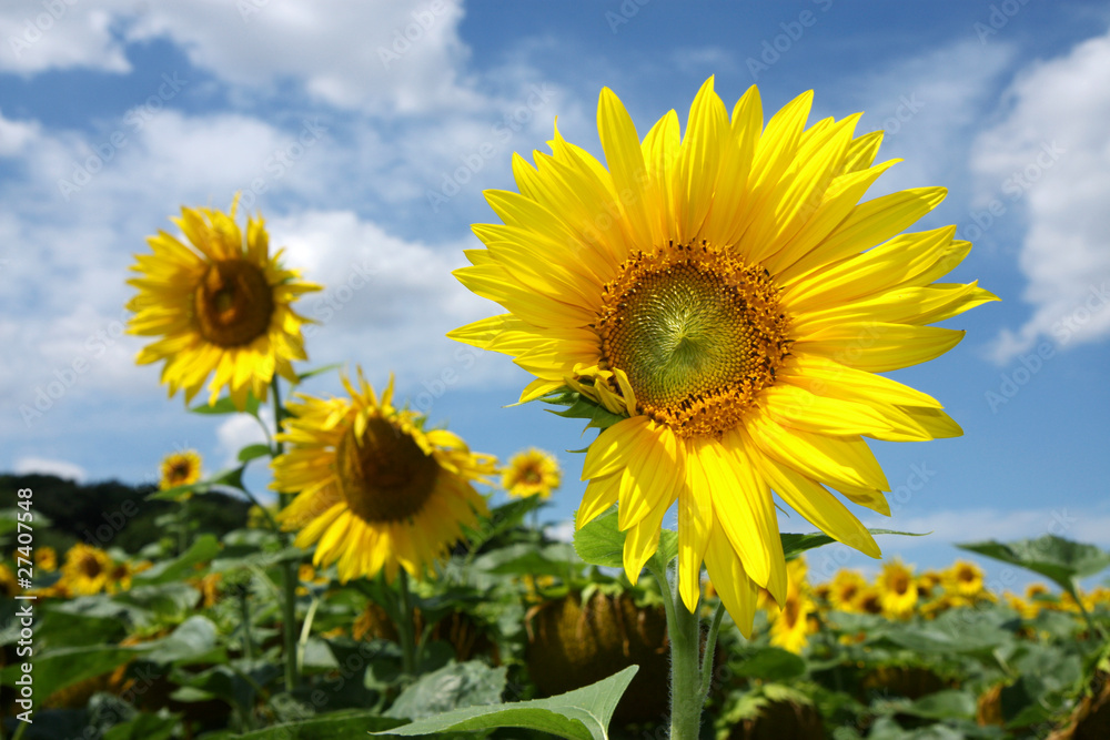 detail of three sunflower blossom under sky