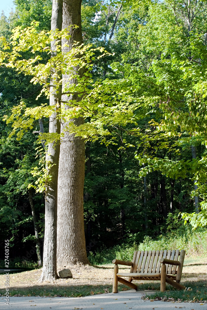 Bench with Tall Trees Bench with Tall Trees