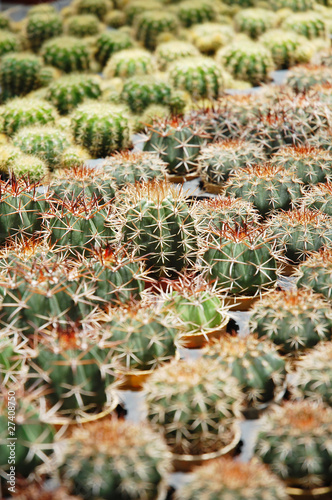 image of small cactus plants at farm