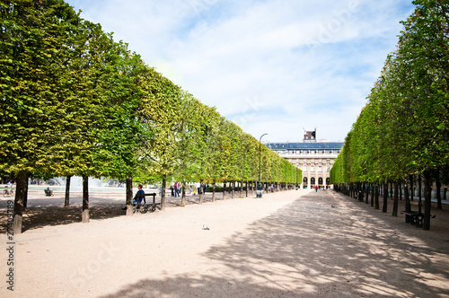 Photography Sculpted trees alley in the garden of Palais Royal in Paris
