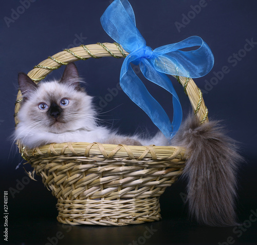 Cat in a basket with a blue bow. photo