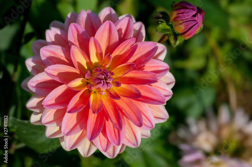 Dahlia flower