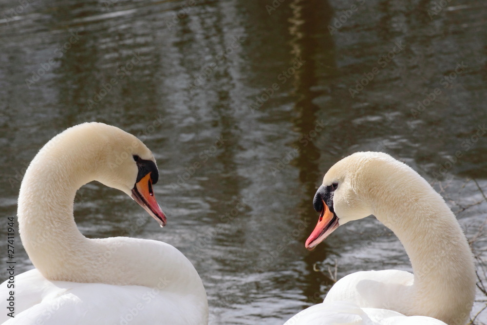 Obraz premium Couple de cygnes
